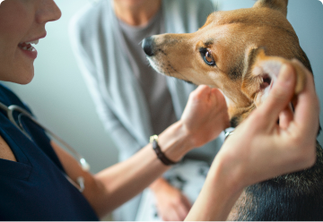 Veterinary check health dog